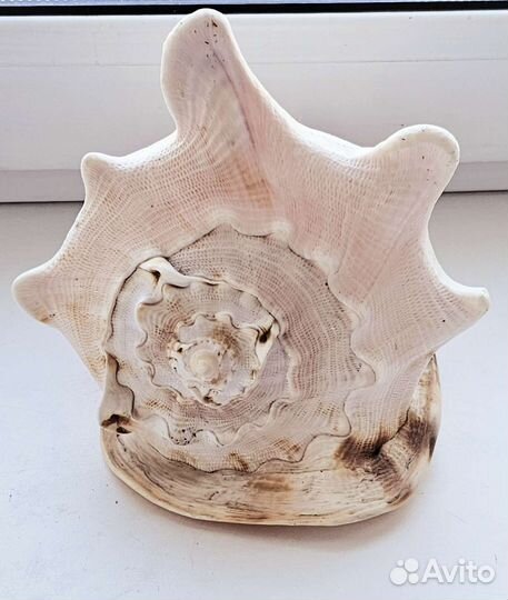 Большая раковина Кассис корнута