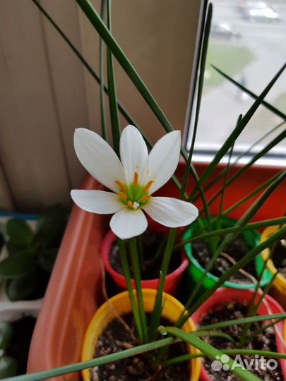 Зефирантес белый Выскочка