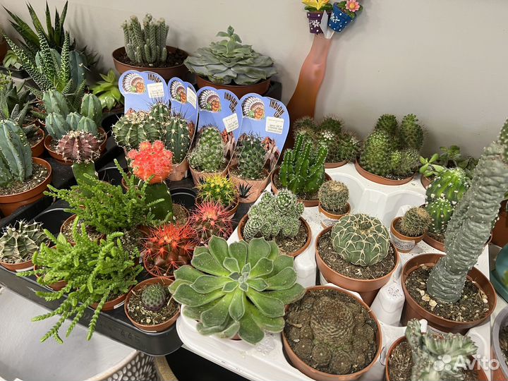 Кактусы и суккуленты