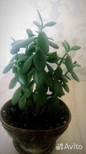 Денежное дерево цветы