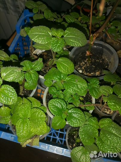 Комнатные цветы