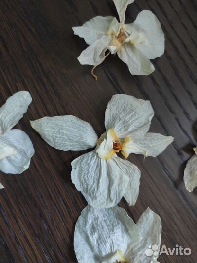 Сушеные цветы фаленопсиса белого
