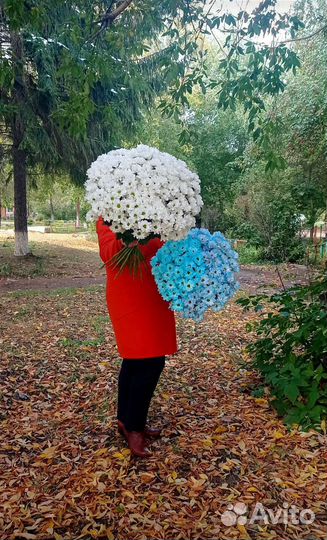 Цветы с доставкой Букет ромашек