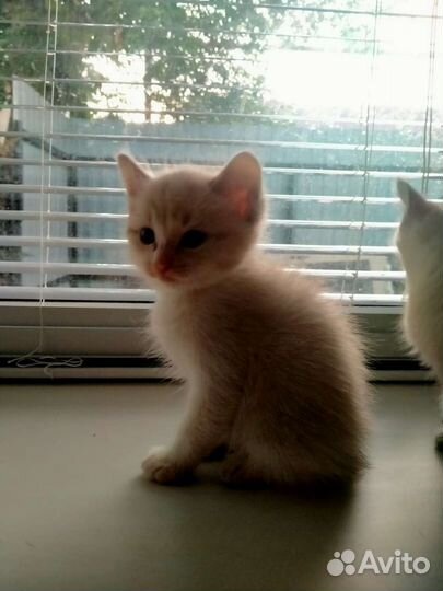 Кошки в добрые руки бесплатно