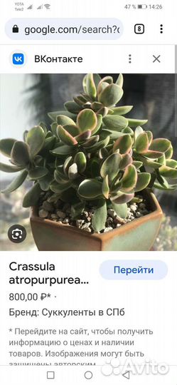 Комнатные цветы