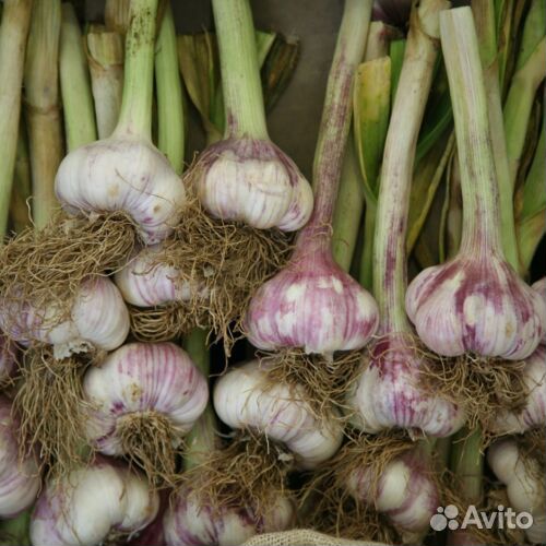 Озимый чеснок