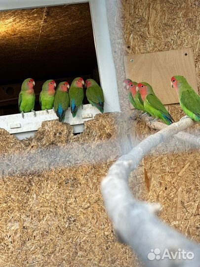 Попугай неразлучники