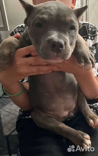 Американский булли стандарт девочка