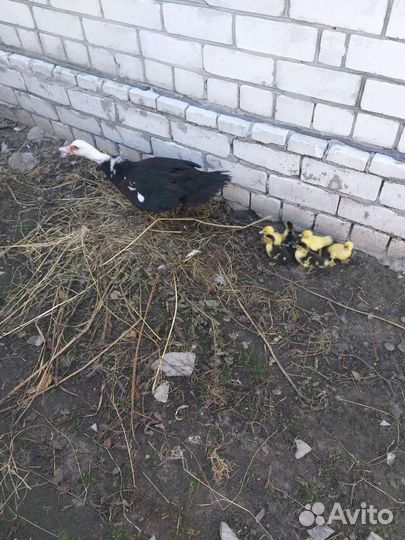 Мускусные утки