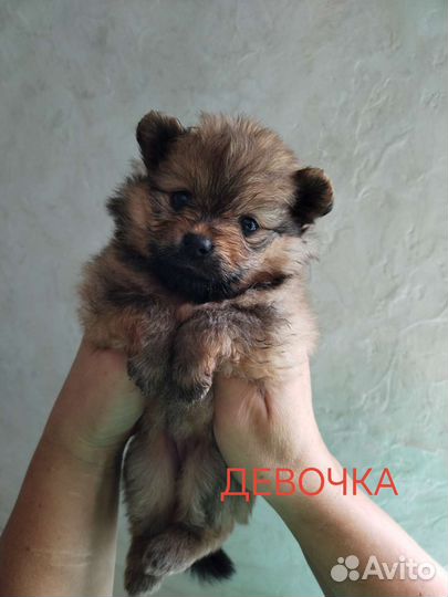 Щенки шпица мини