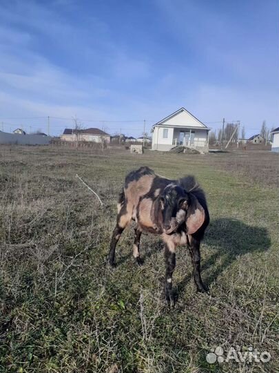 Козел на вязку