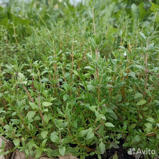 Чабрец рассада