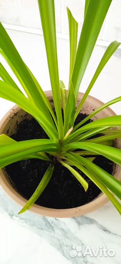 Хлорофитум молодой (2 года) в горшке