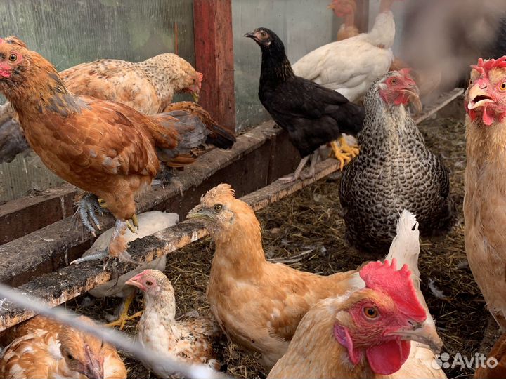 Маленькие курочки, голошейки, питухи. Все разные
