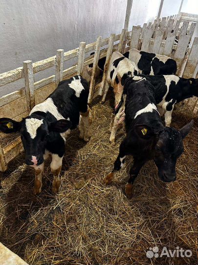 Бычки холмогоры на откорм