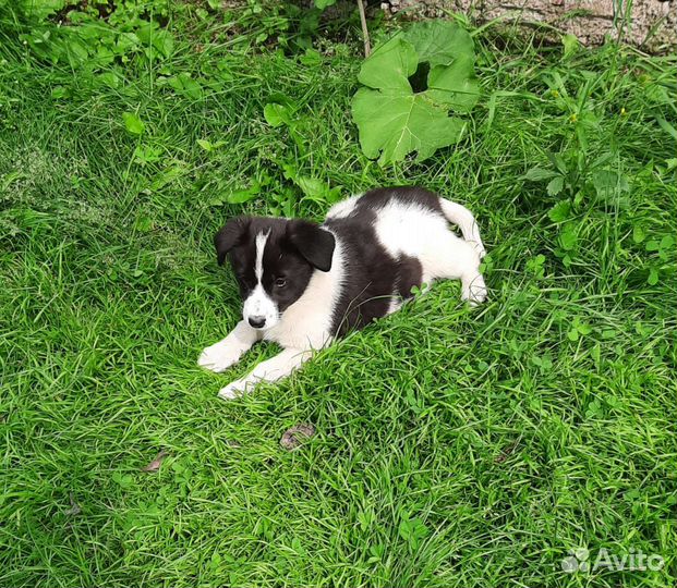 Щенок в добые руки