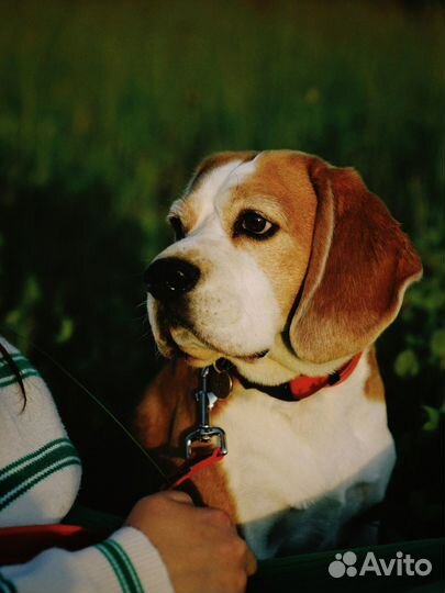 Бигль вязка