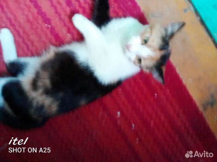 Кошки в добрые руки бесплатно