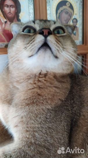 Вязка Кот Шотландский вислоухий