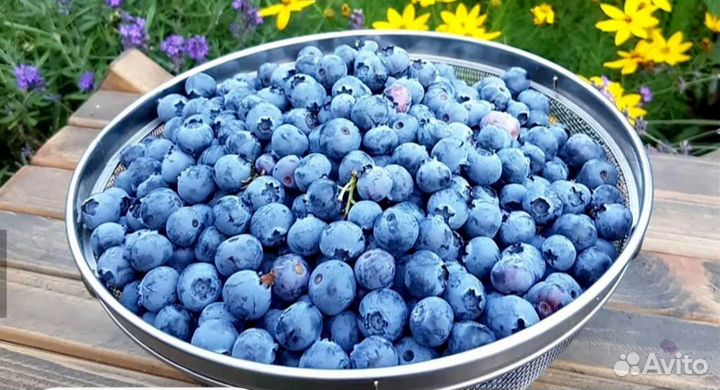 Голубика ягоды