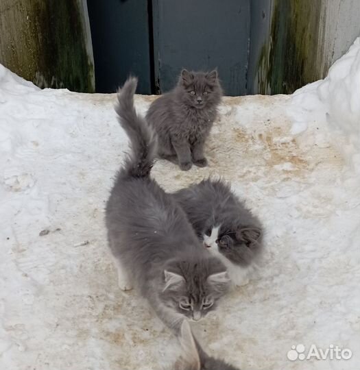 Котята в добрые руки