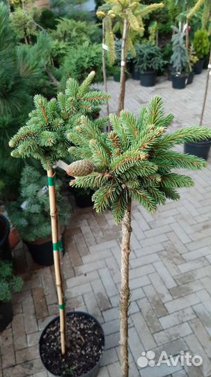 На штамбе медуза, голд дрифт, г.финч, энгельмани