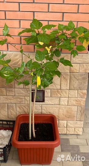 Гибискус китайская роза