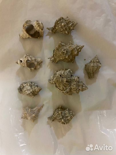 Ракушки из Атлантического океана