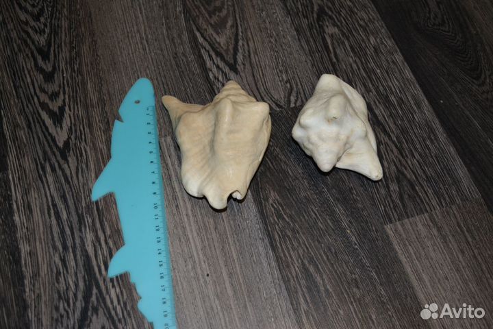 Морские раковины - 2шт