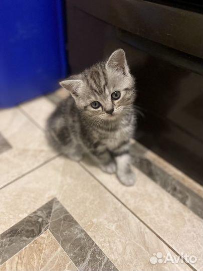 Шотланская