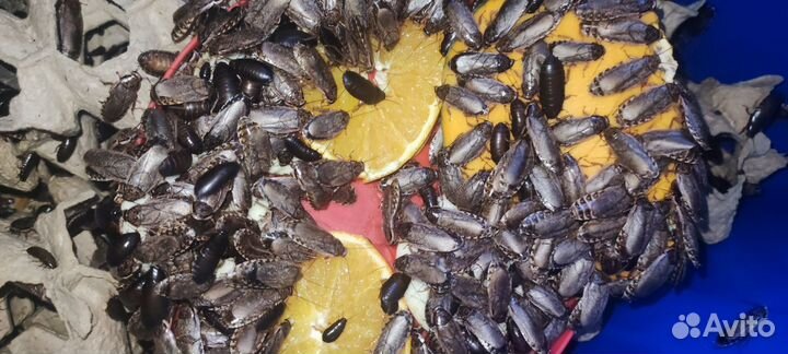 Живые туркменские и мраморные тараканы