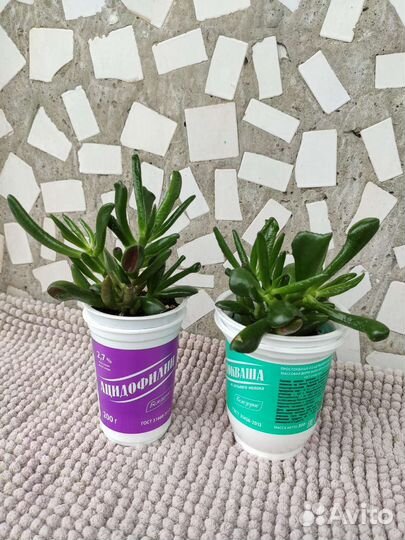 Крассула Коралл