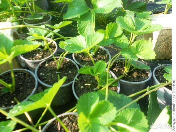 Рассада клубники