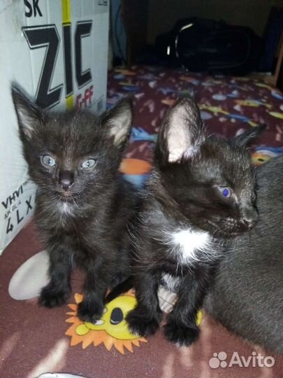 Ждут заботливых хозяев Маркиз и Цезарь ласковые