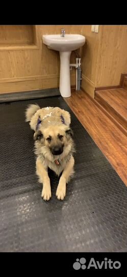 Собаки бесплатно