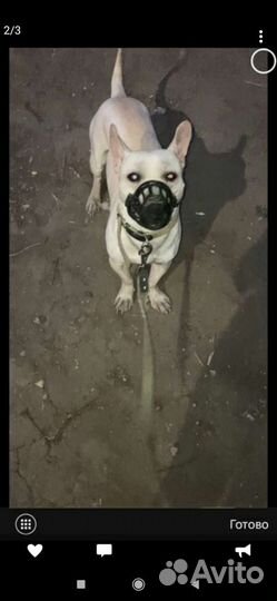 Собака в добрые руки