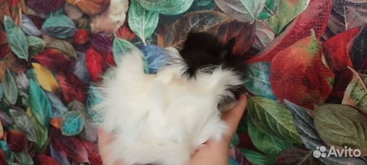 Морские свинки