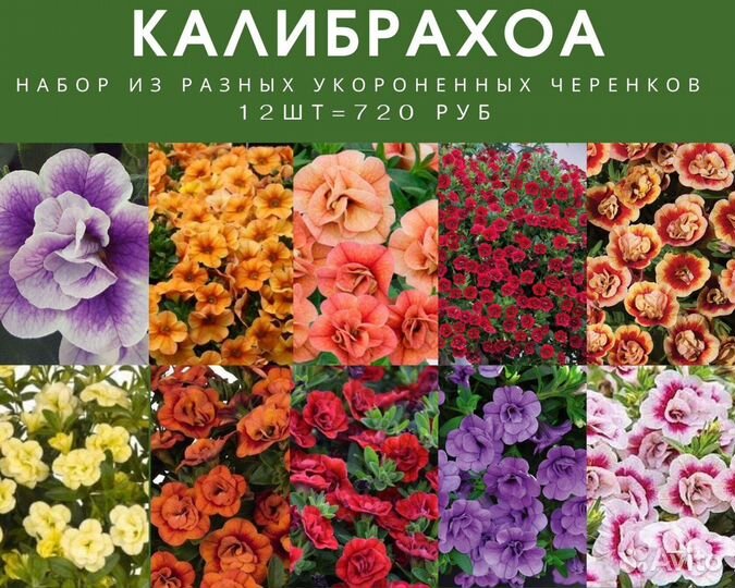 Хризантема мультифлора