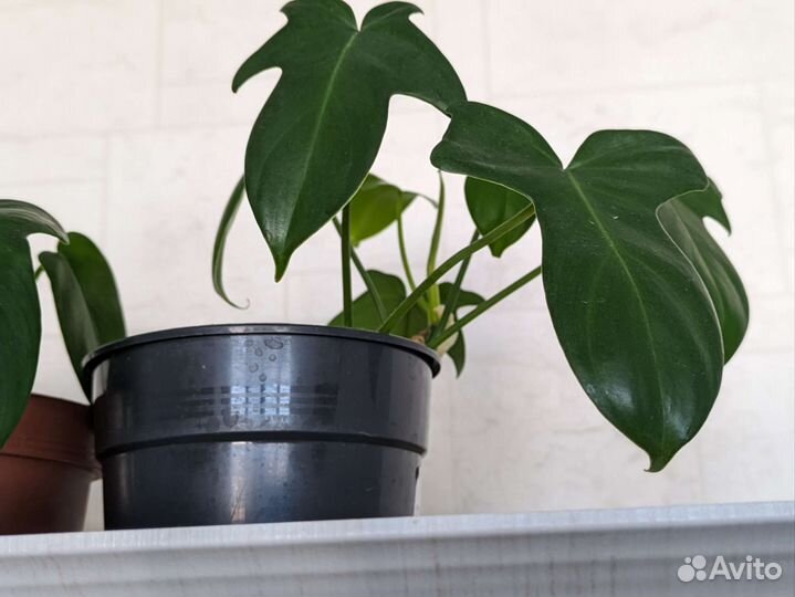 Комнатные растения.Филодендрон гитаровидный