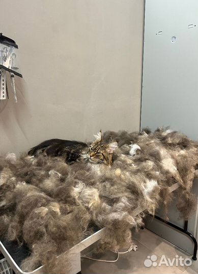 Экспресс линька мейн куна