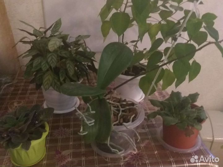 Комнатные цветы