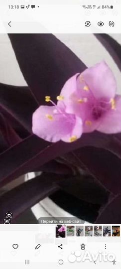 Традесканция