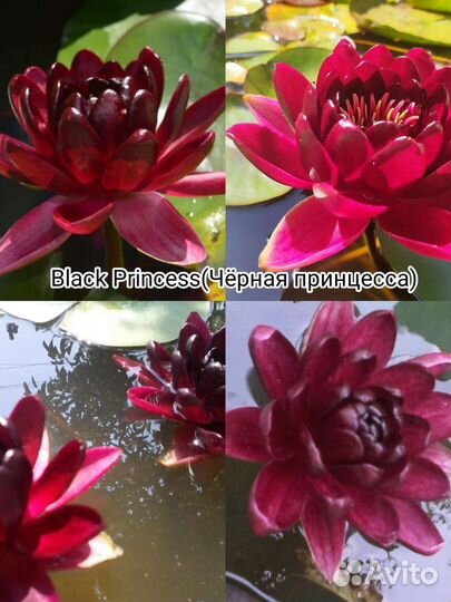 Лилии водяные (Нимфеи)