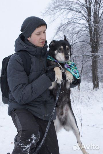 Приезжайте в приют на прогулки - они ждут