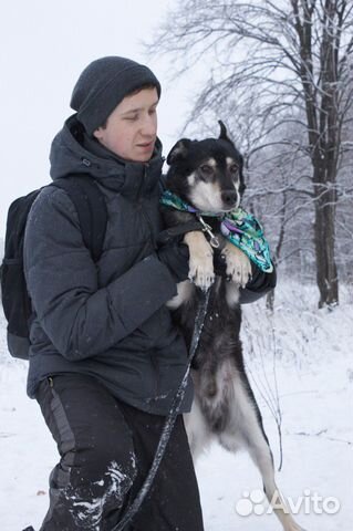 Приезжайте в приют на прогулки - они ждут