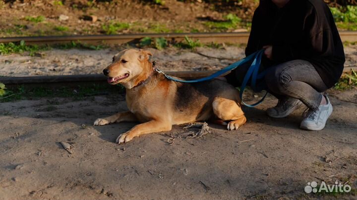 Смышленая Роза