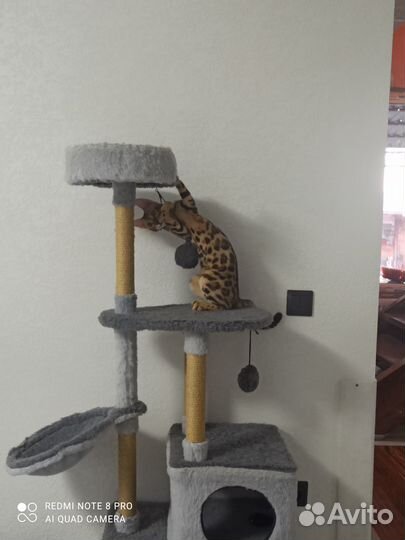 Бенгальская кошка