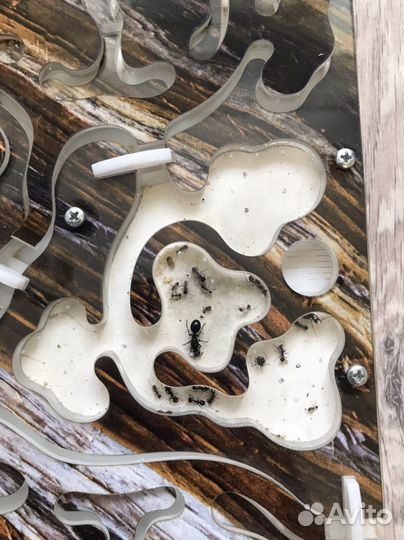 Муравьиная ферма с муравьями