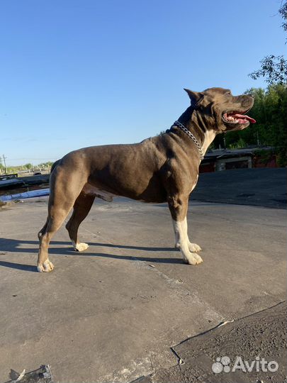 Вязка стаффордширский терьер