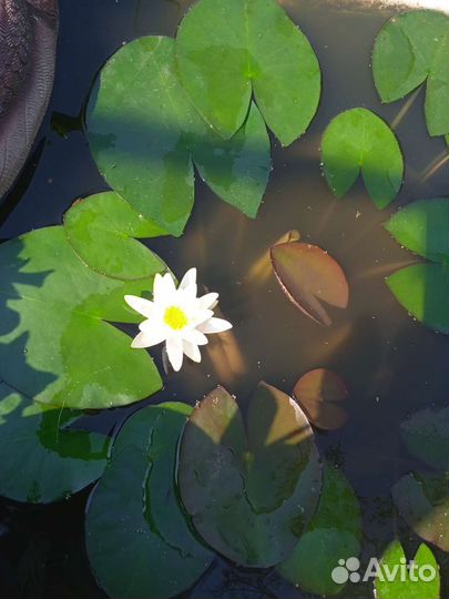 Нимфеи для пруда